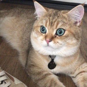 Meet your Posher, Maggie